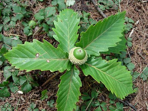 (C)2005 STARLIGHT STUDIO